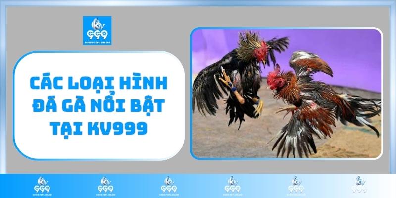 Các loại hình đá gà nổi bật tại KV999