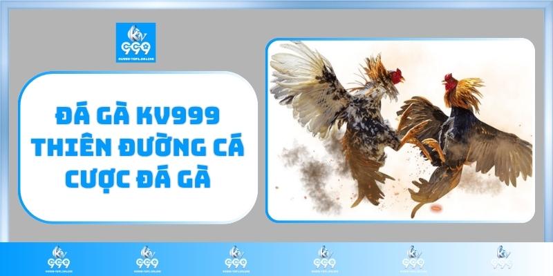 Đá gà KV999 thiên đường cá cược đá gà